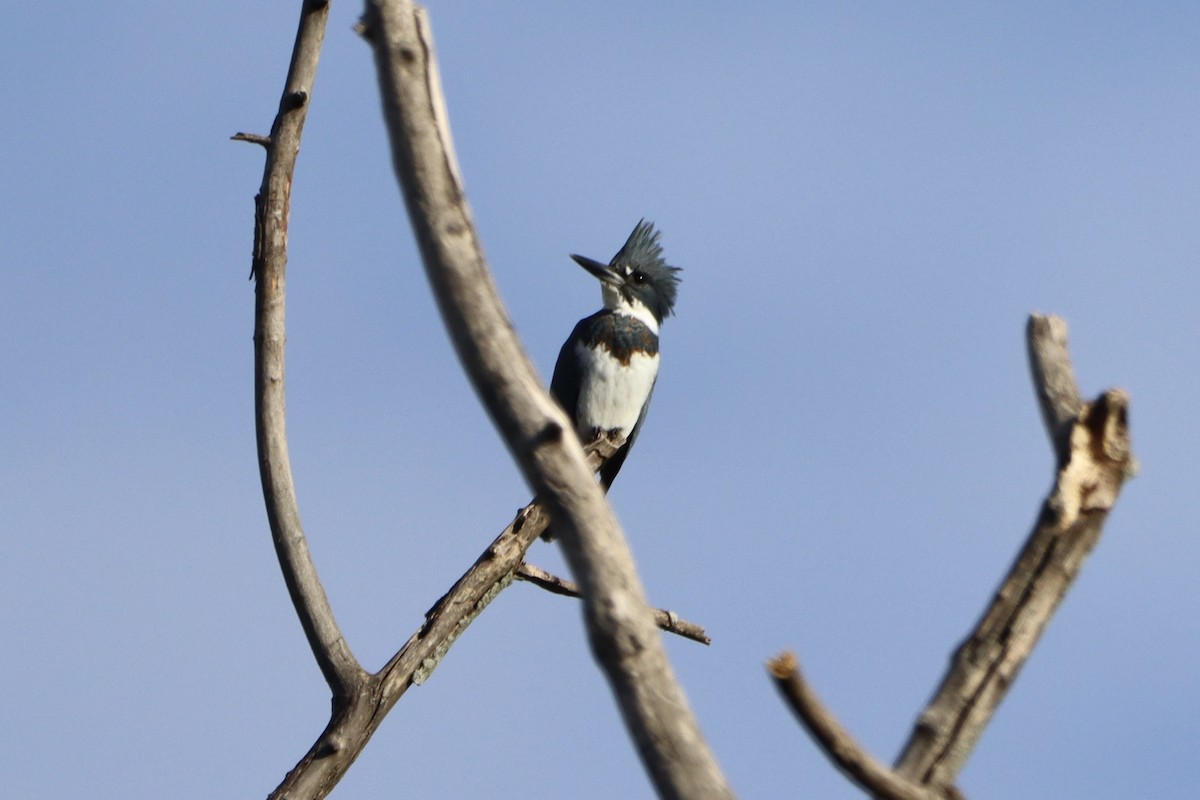 Belted Kingfisher - John Denice