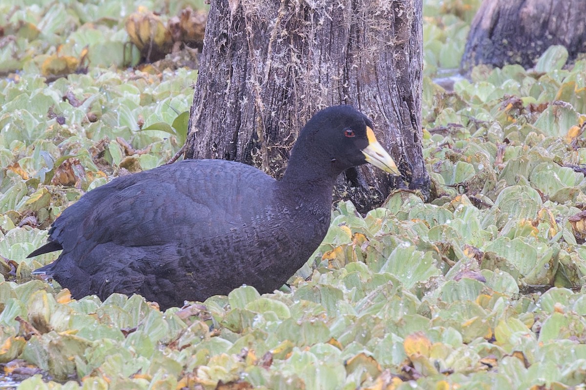 Foulque leucoptère - ML610368217