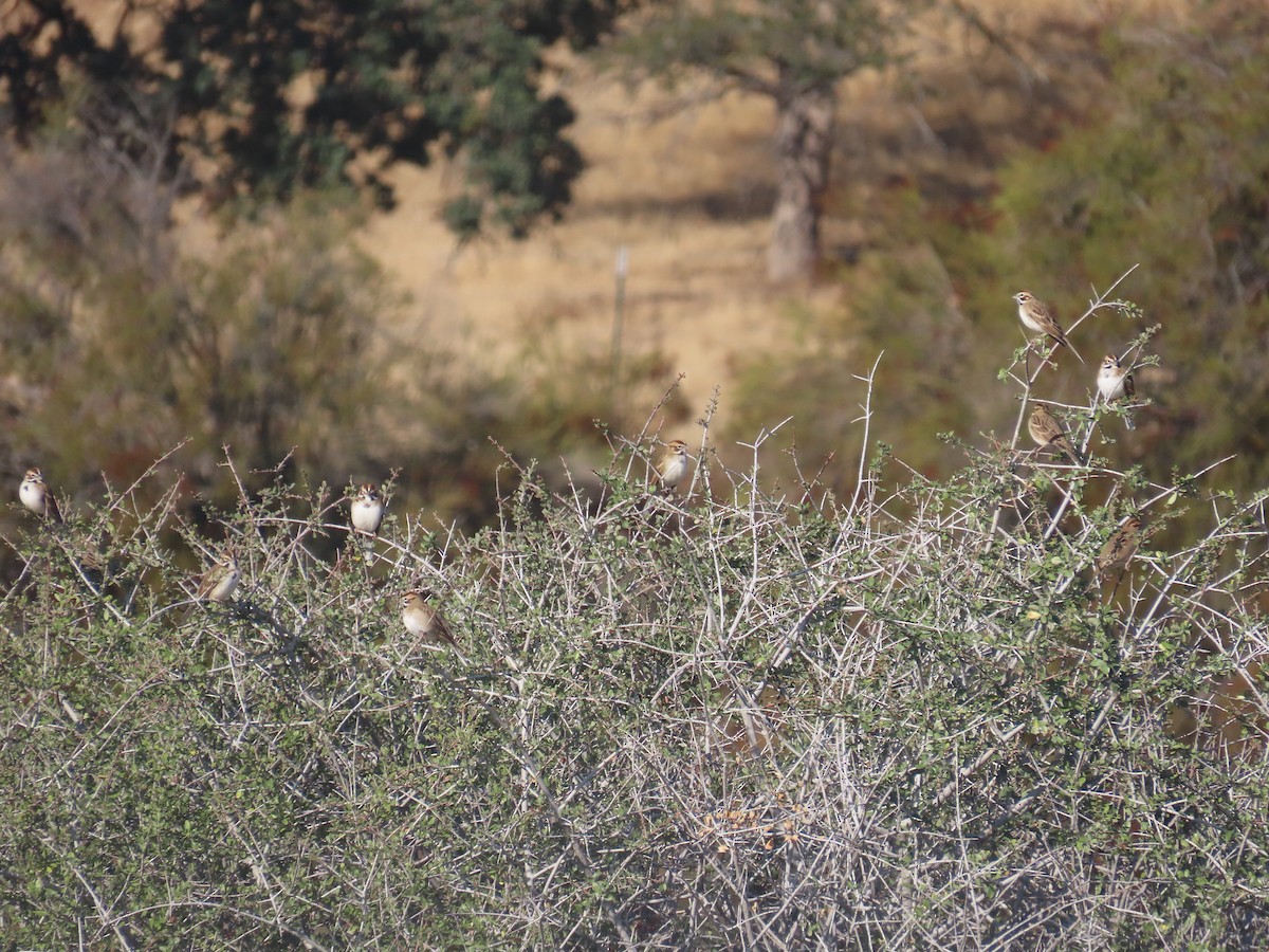 Lark Sparrow - ML610368226