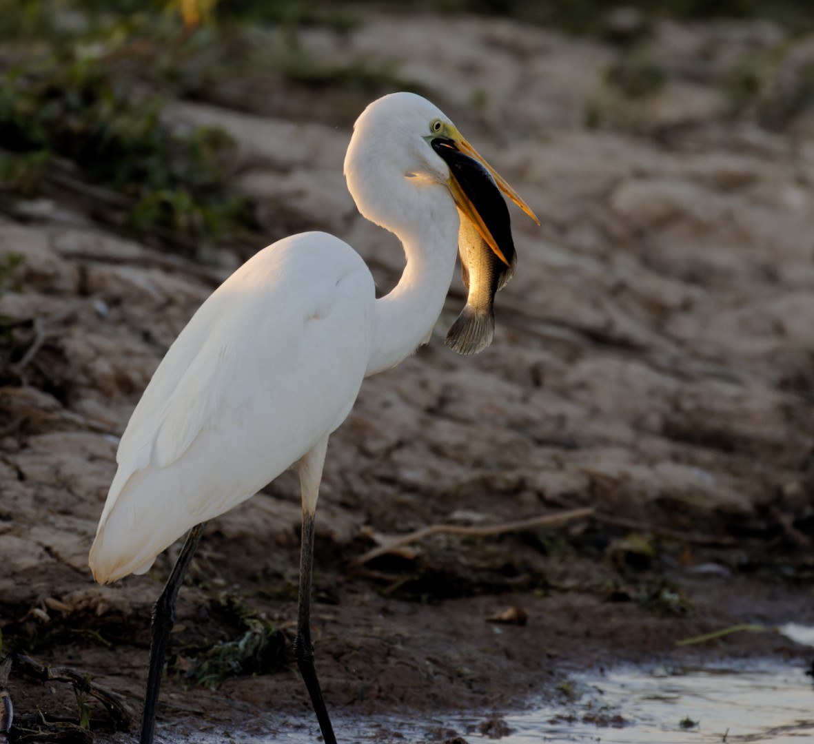 Great Egret - Peter Bennet