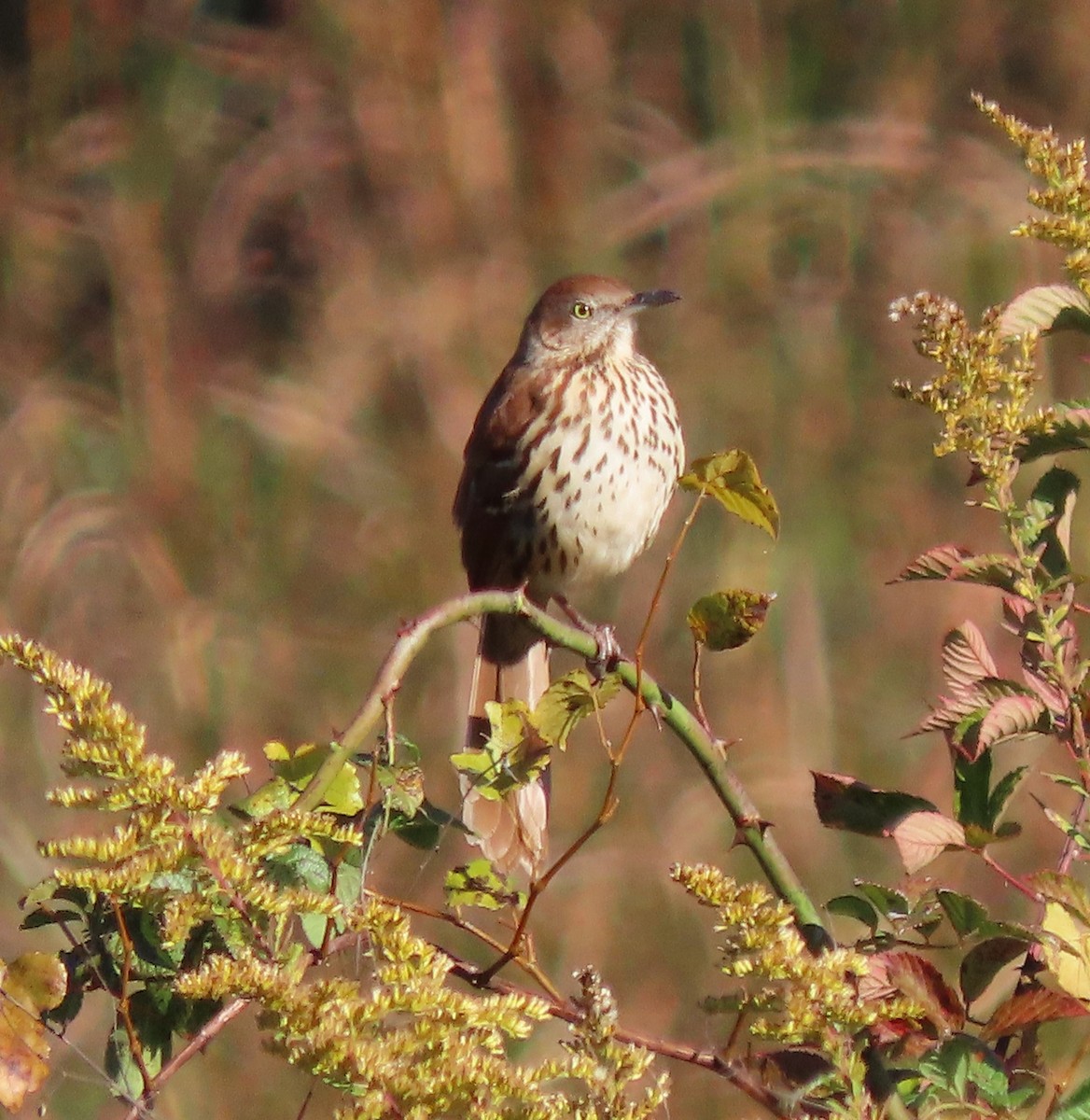 Brown Thrasher - Lori Arent