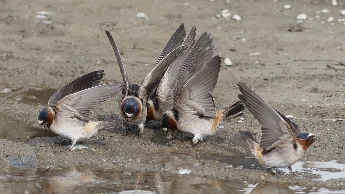 Cliff Swallow (pyrrhonota Group) - Ferenc Domoki