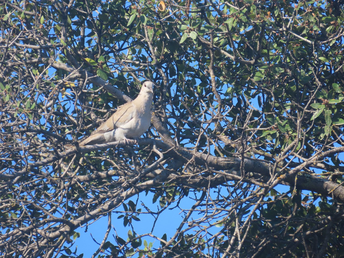 Eurasian Collared-Dove - ML610368349