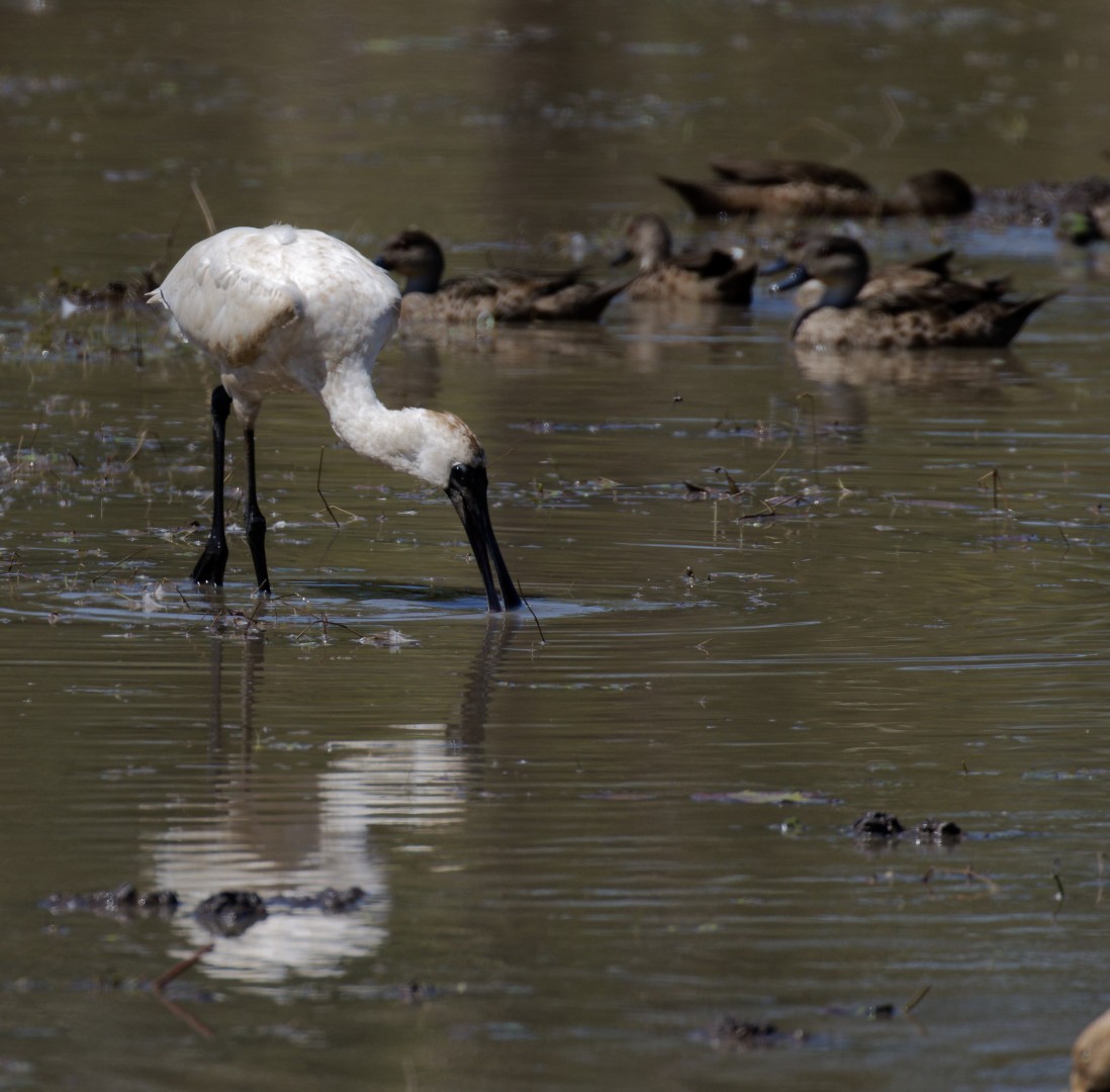 Royal Spoonbill - ML610368401