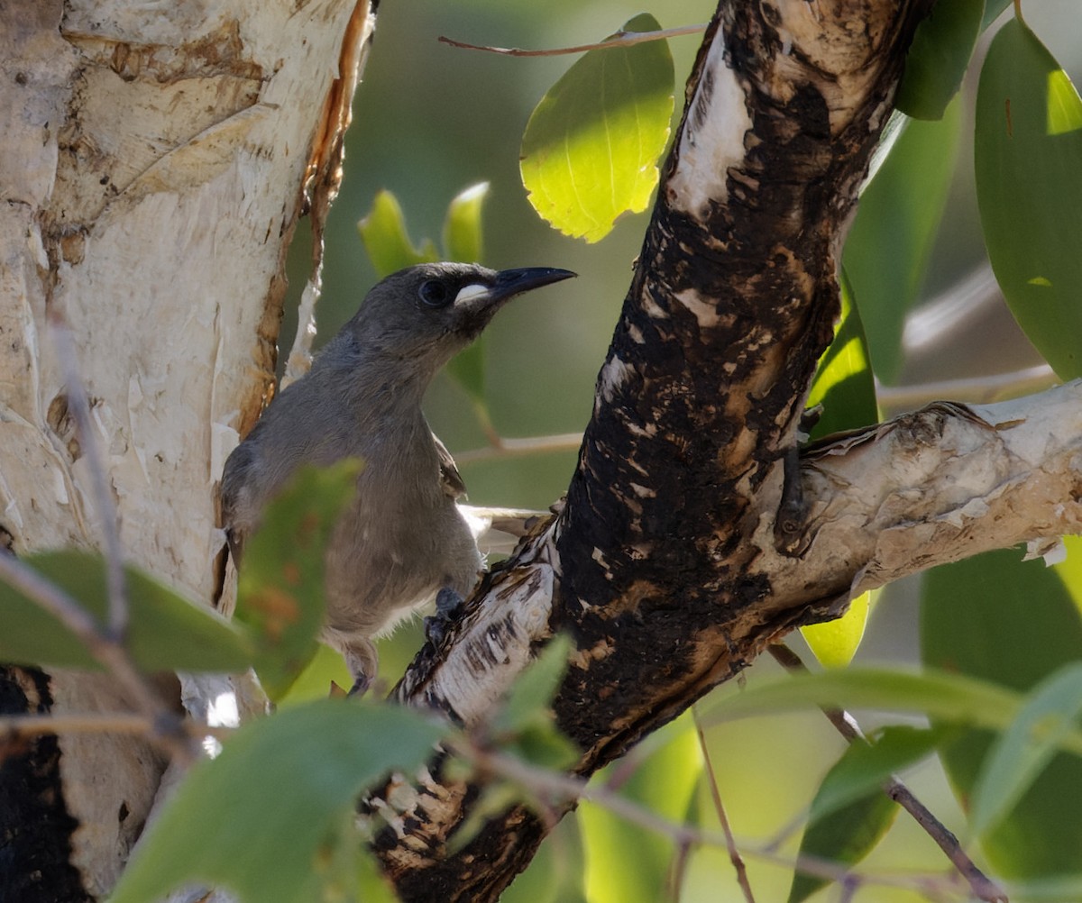 White-gaped Honeyeater - ML610368408