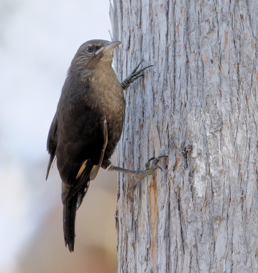 Black-tailed Treecreeper - Peter Bennet