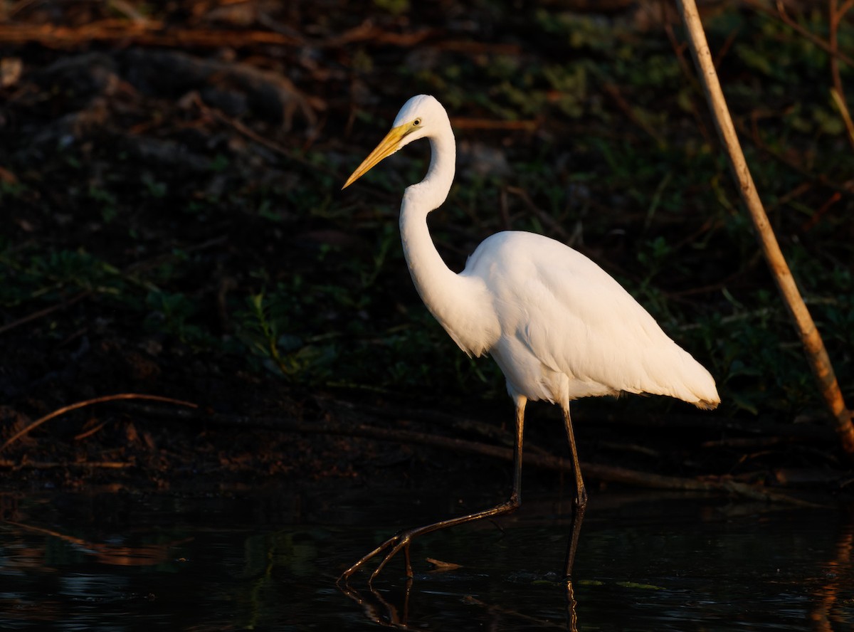 Grande Aigrette - ML610368538