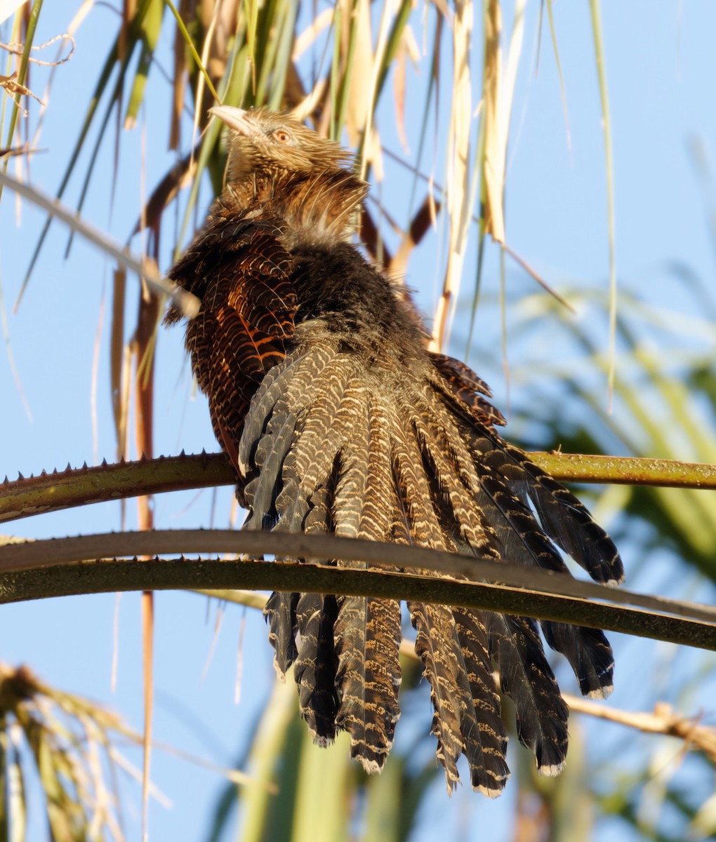 Pheasant Coucal - ML610368576