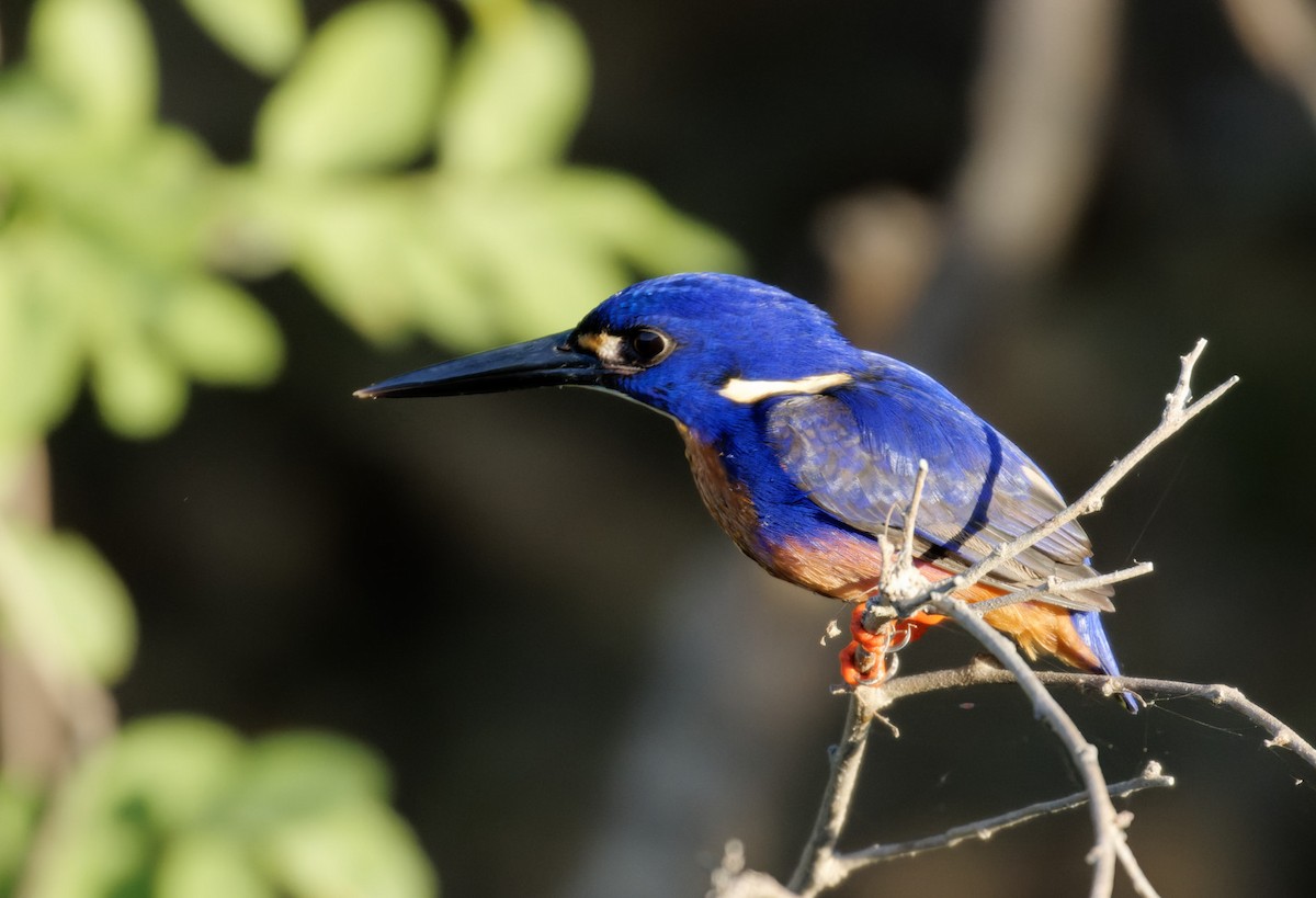 Azure Kingfisher - ML610368607