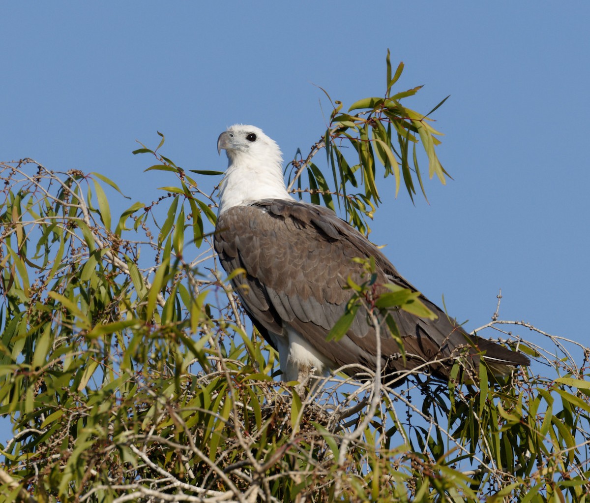 White-bellied Sea-Eagle - Peter Bennet