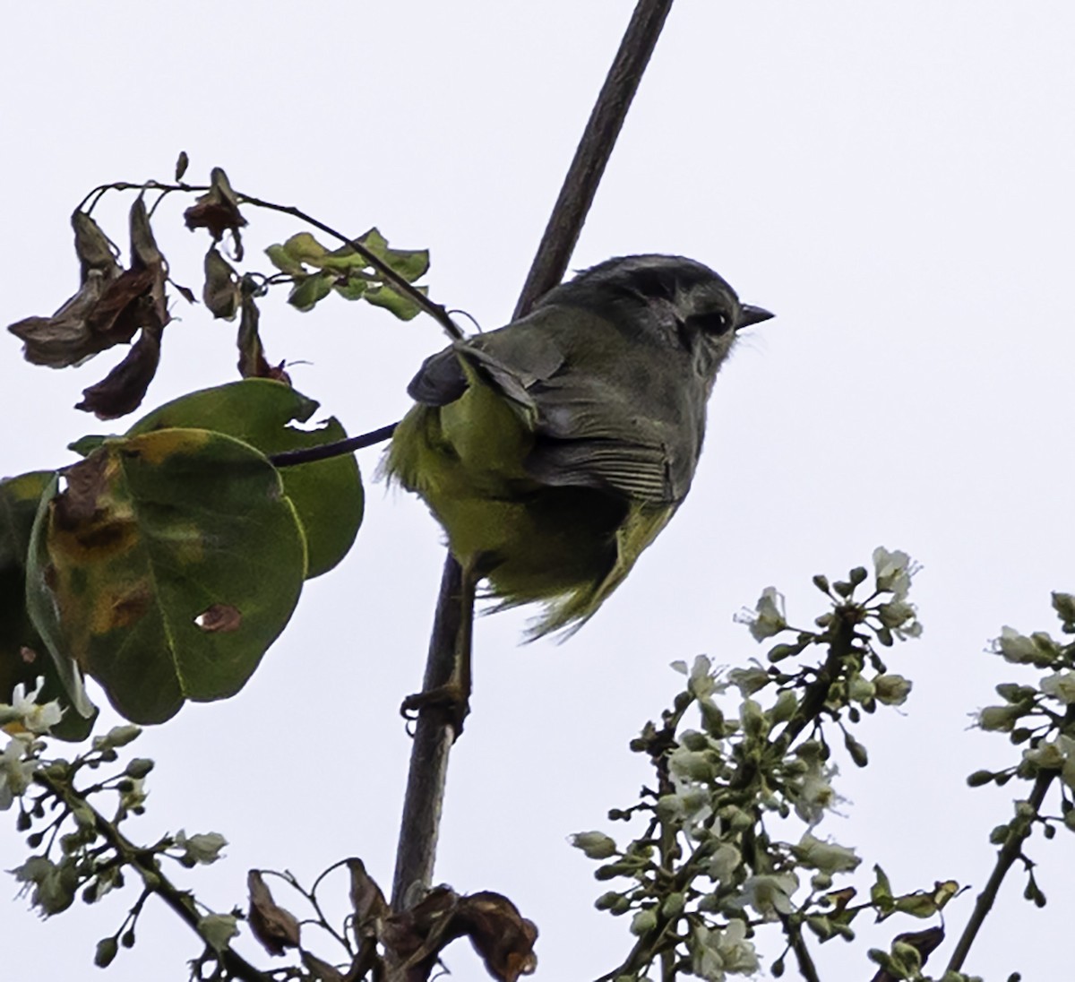 Three-banded Warbler - David Muth