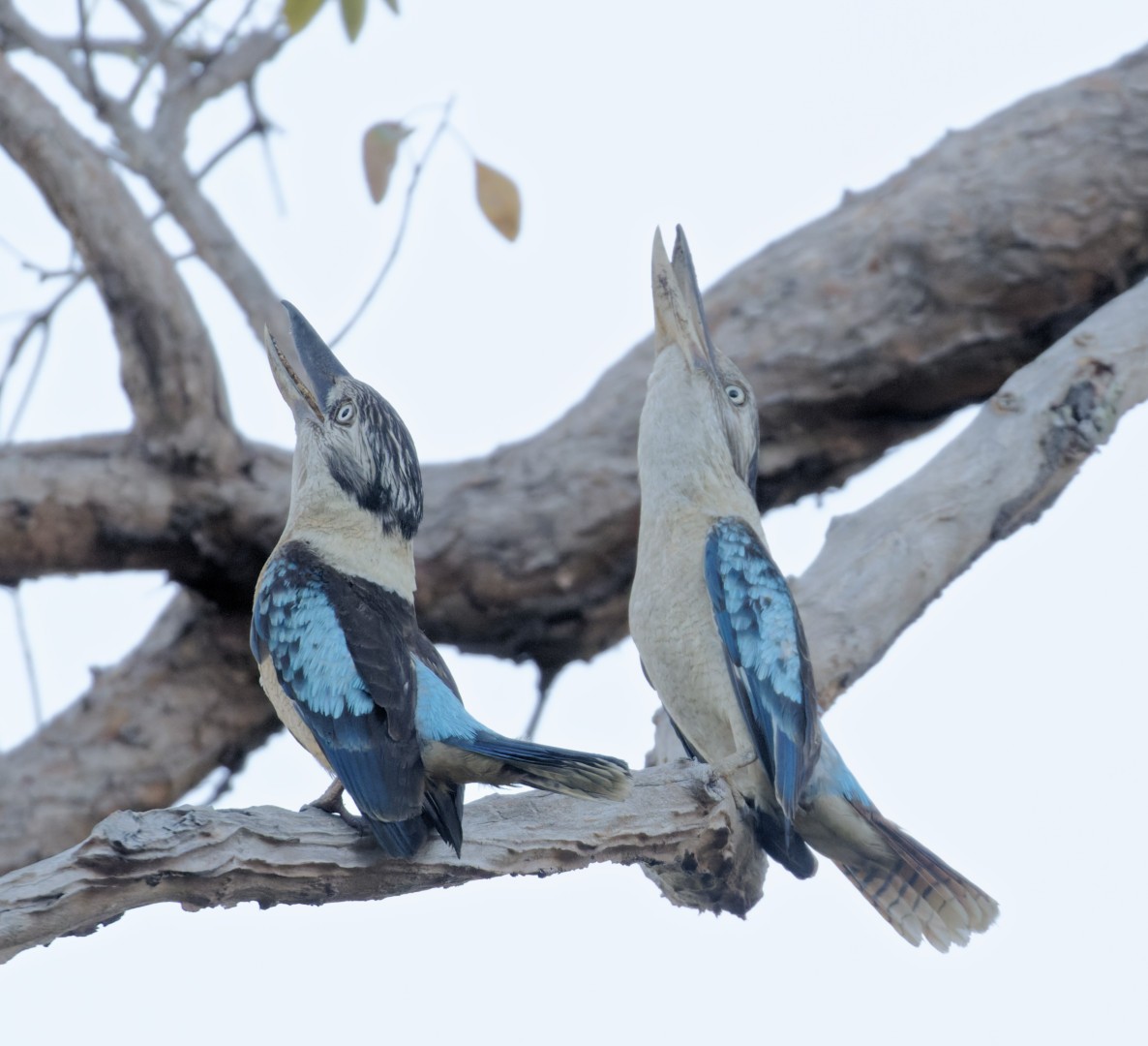 Martin-chasseur à ailes bleues - ML610368718