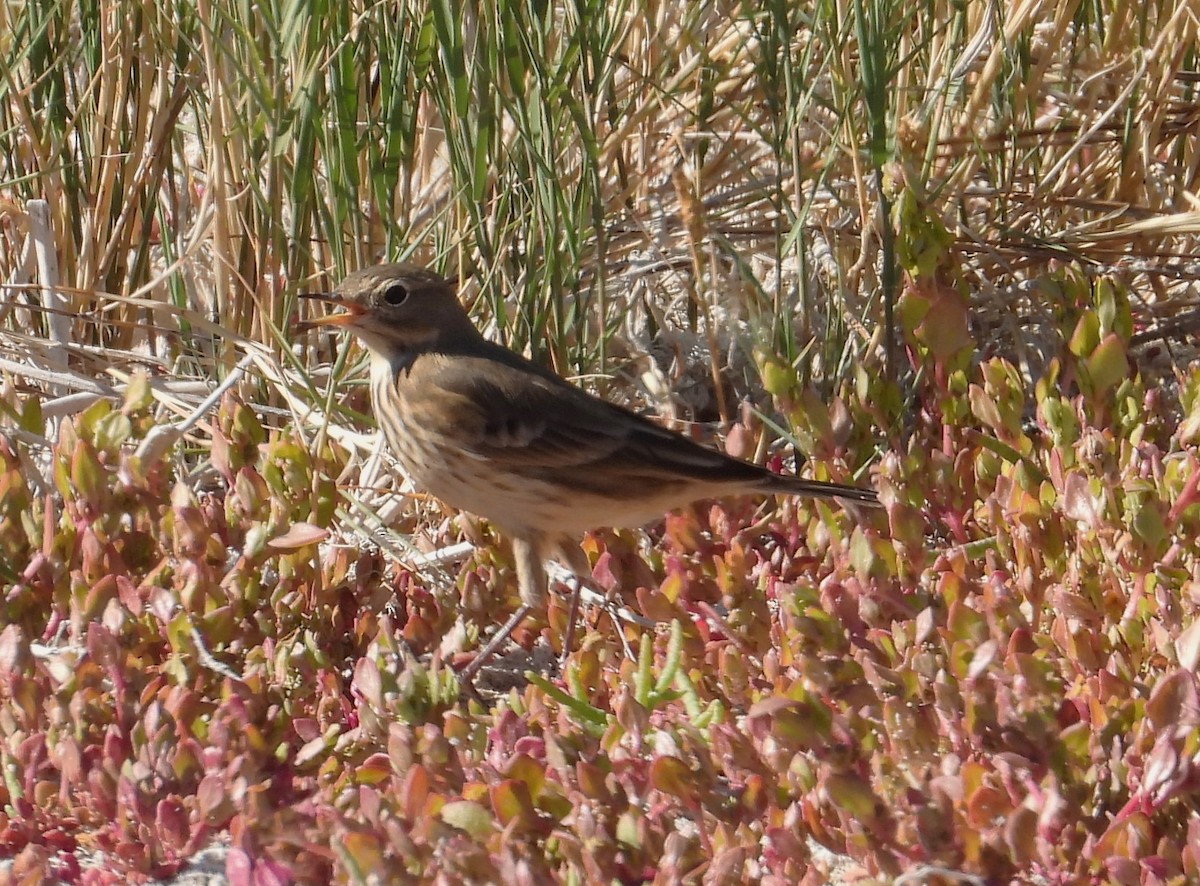 American Pipit - Lauri Taylor