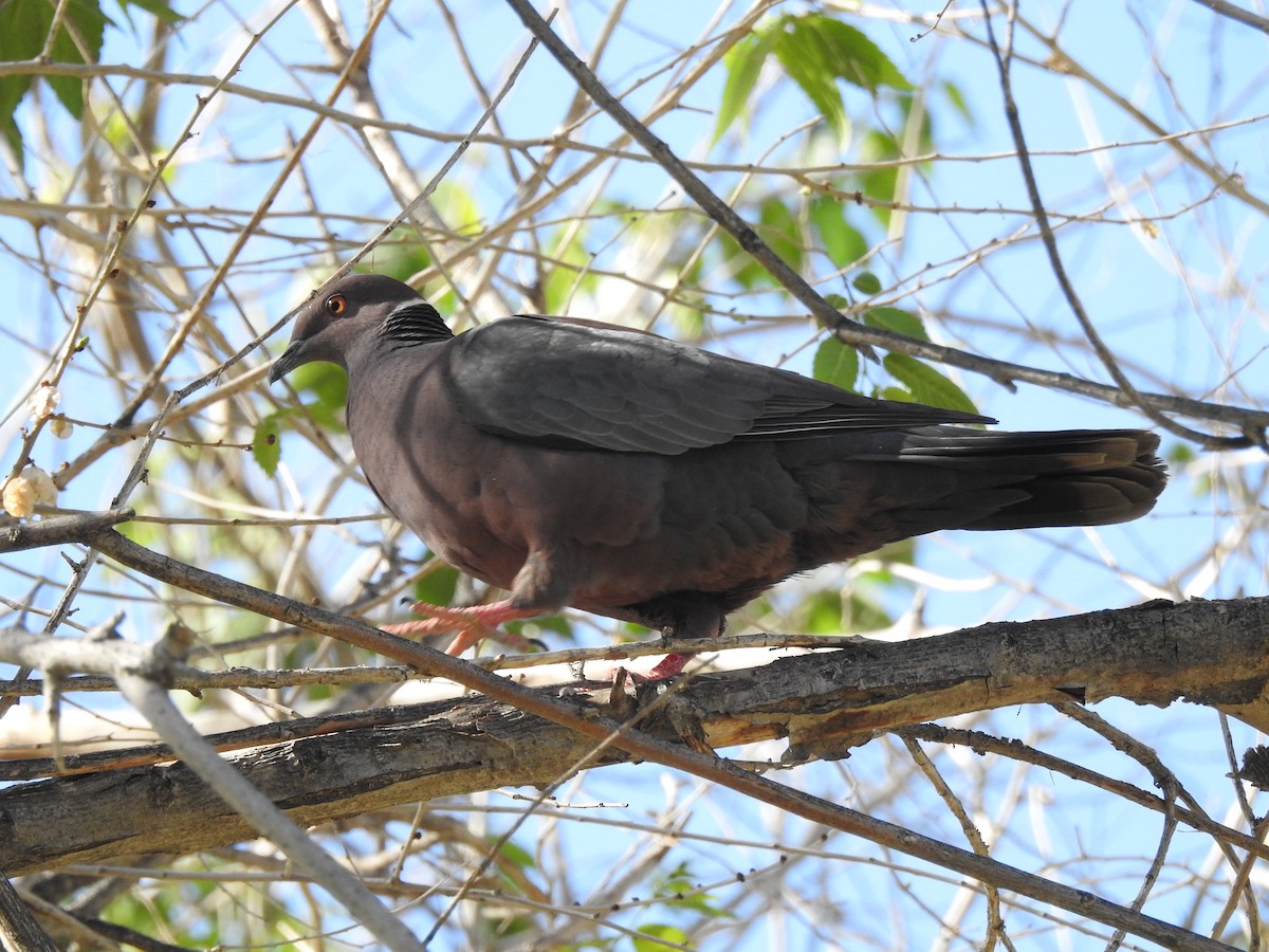 Chilean Pigeon - ML610368882