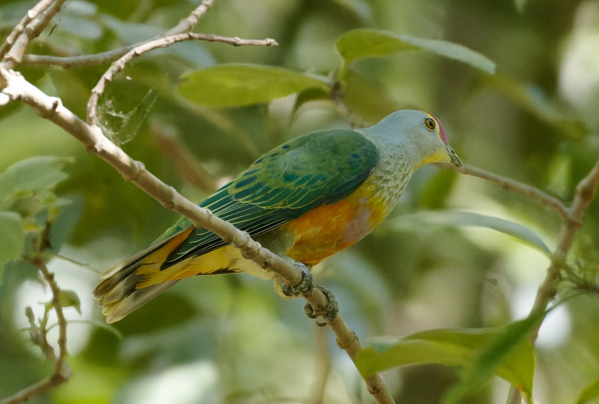 Rose-crowned Fruit-Dove - Peter Bennet