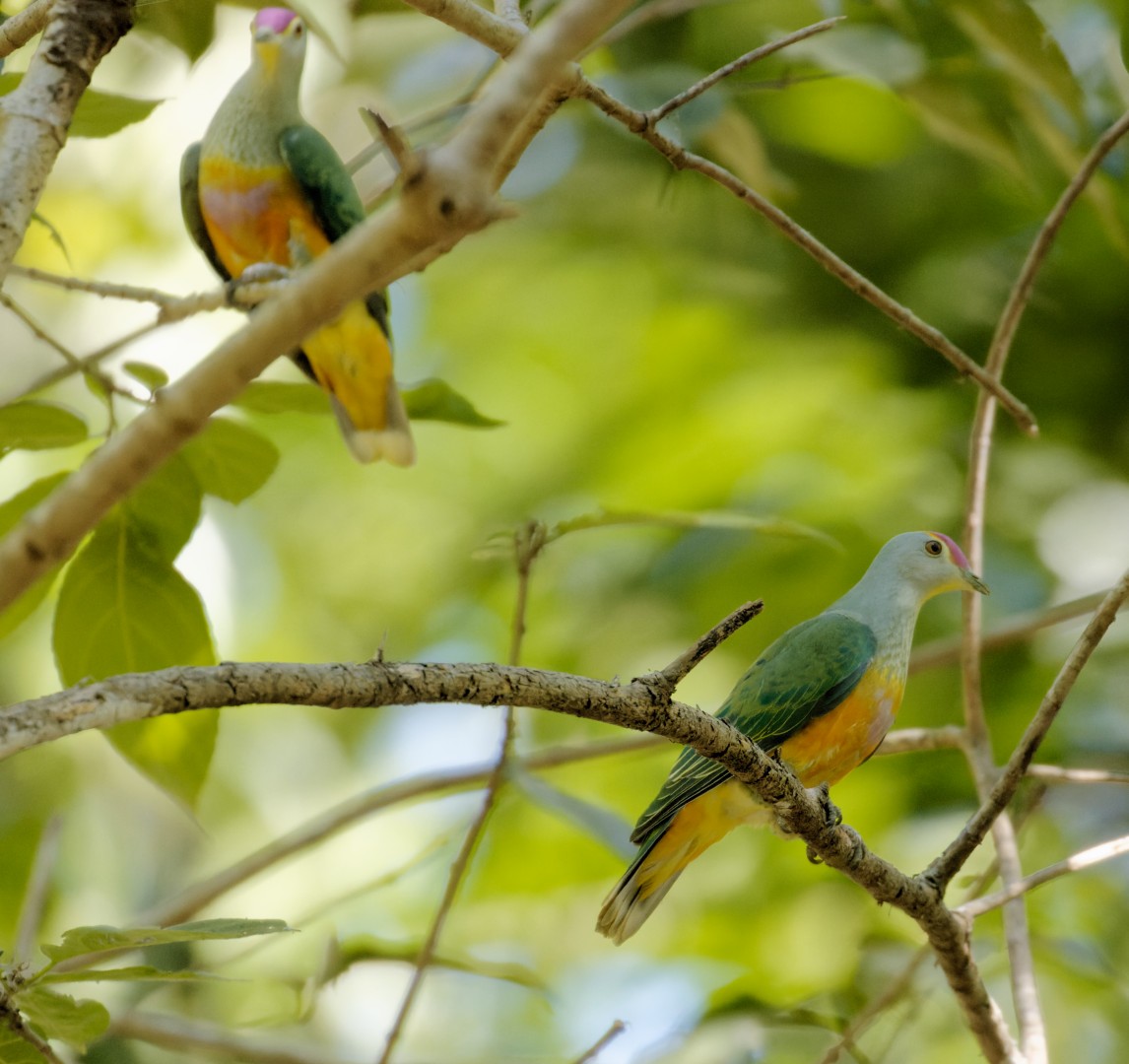 Rose-crowned Fruit-Dove - ML610368971