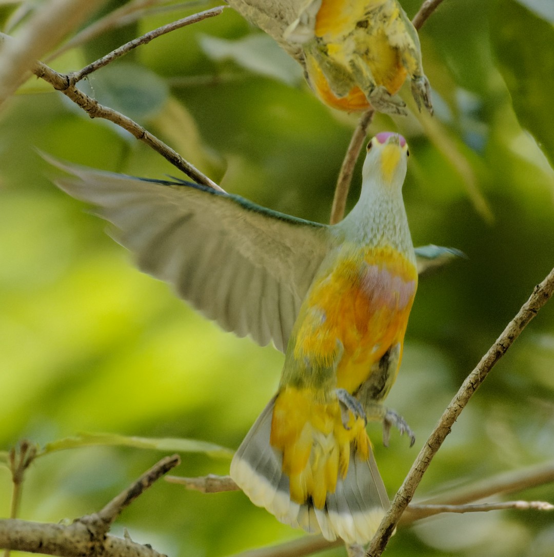 Rose-crowned Fruit-Dove - ML610368972