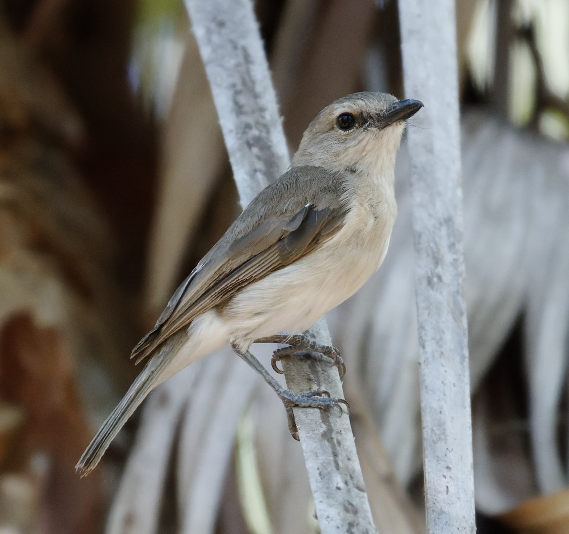 Arafura Shrikethrush - ML610368987