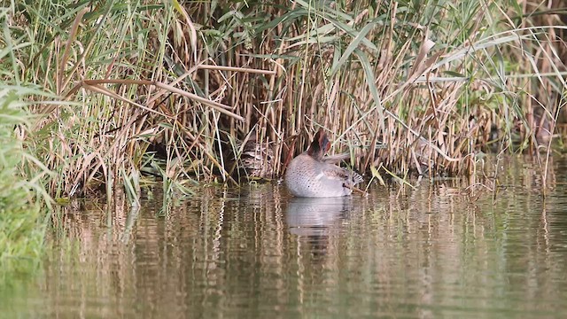 Green-winged Teal - ML610369193