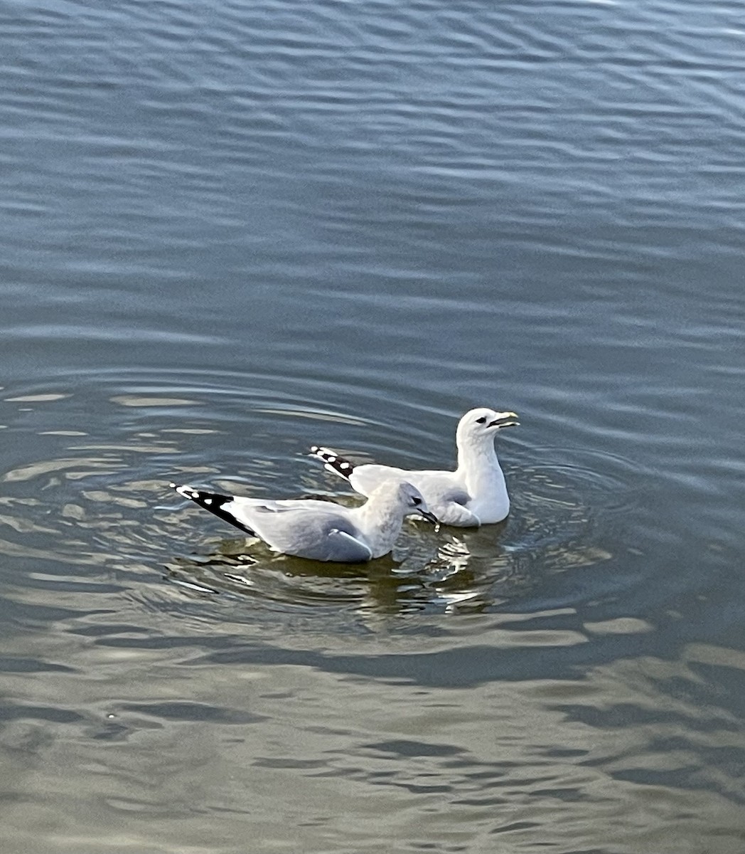 Gaviota Cana - ML610369397