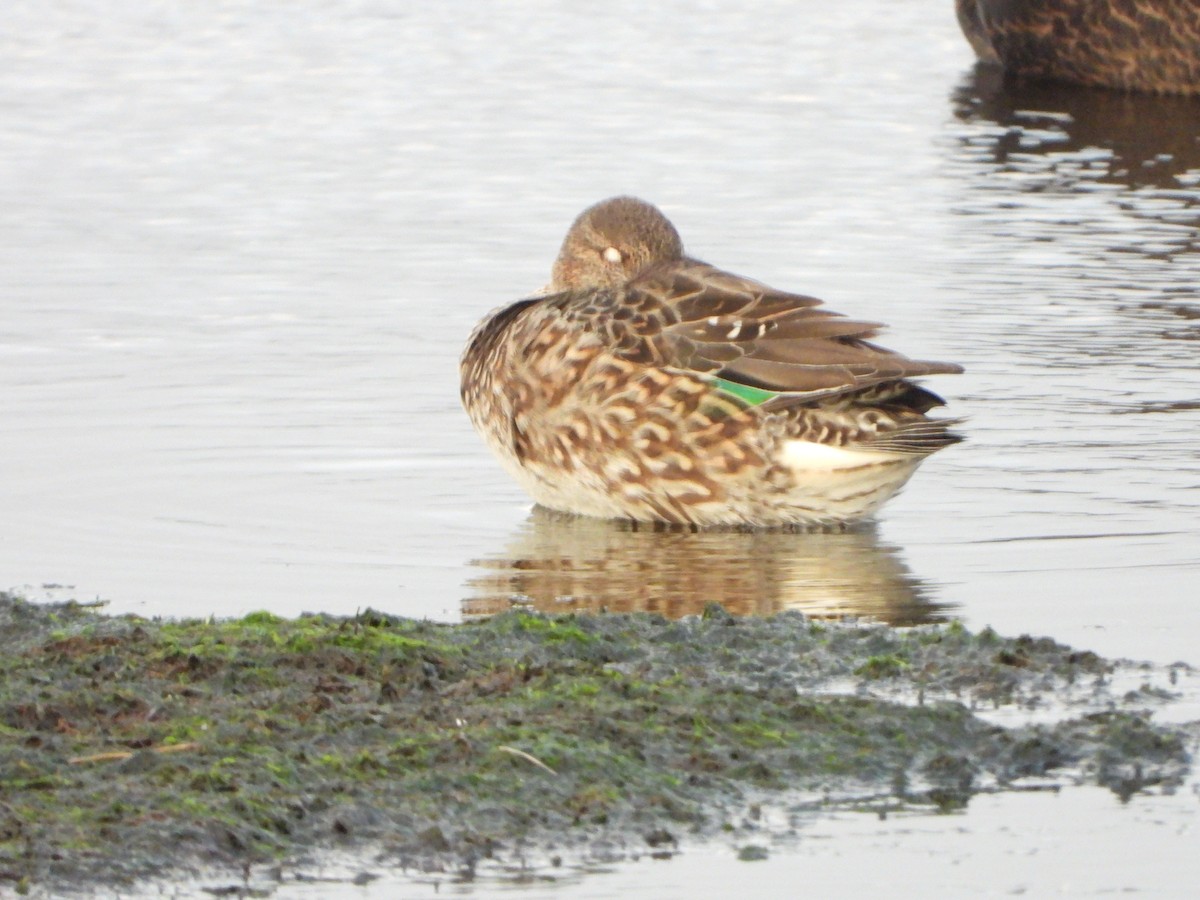 Green-winged Teal - ML610369414