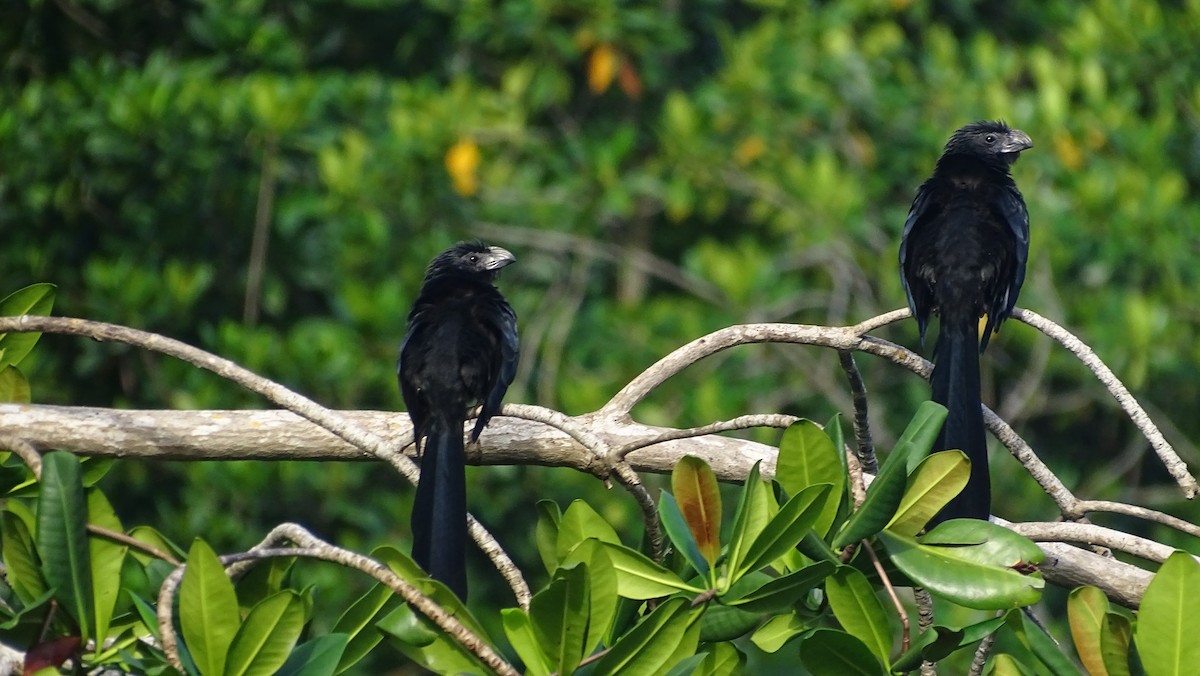 Groove-billed Ani - María Fernanda Cruz Jiménez