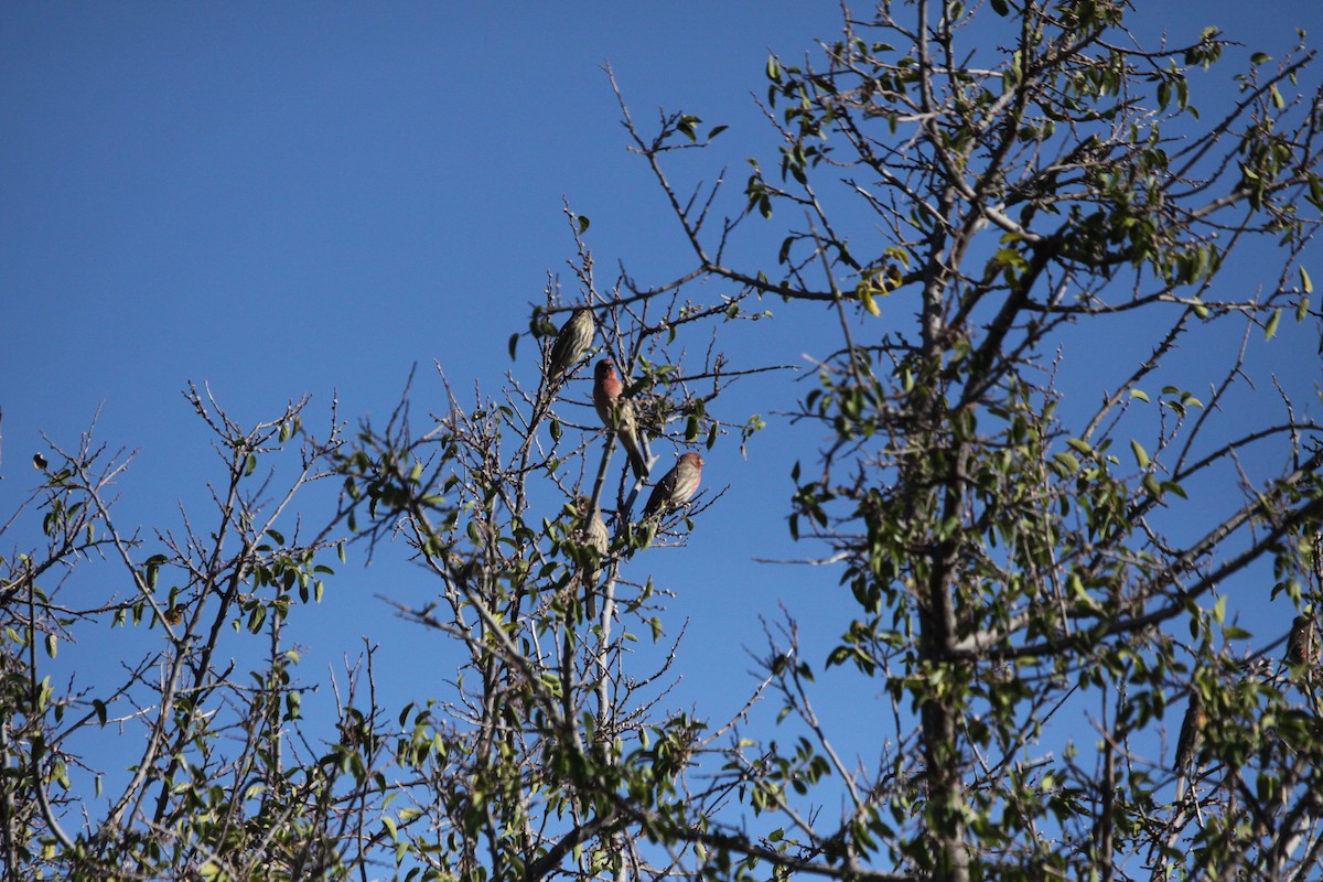 House Finch - ML610369505