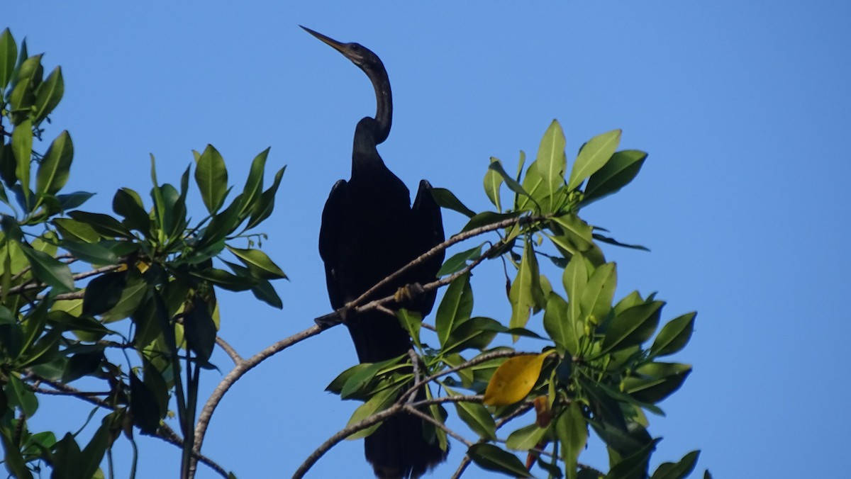 Amerika-Schlangenhalsvogel - ML610369532