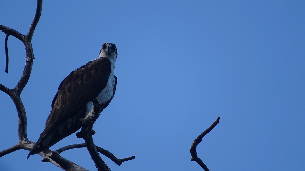 Osprey - María Fernanda Cruz Jiménez