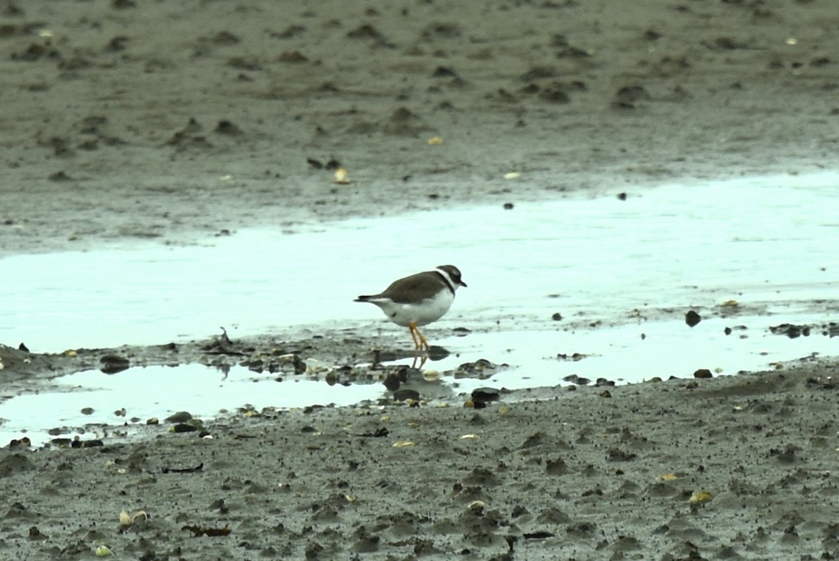 Common Ringed Plover - ML610369926