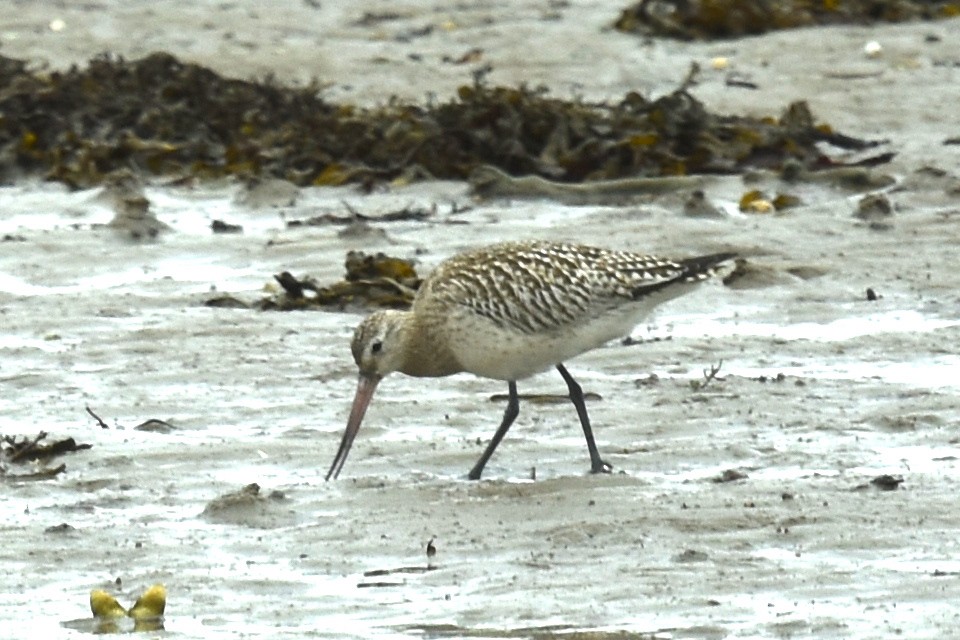 Bar-tailed Godwit - ML610369934