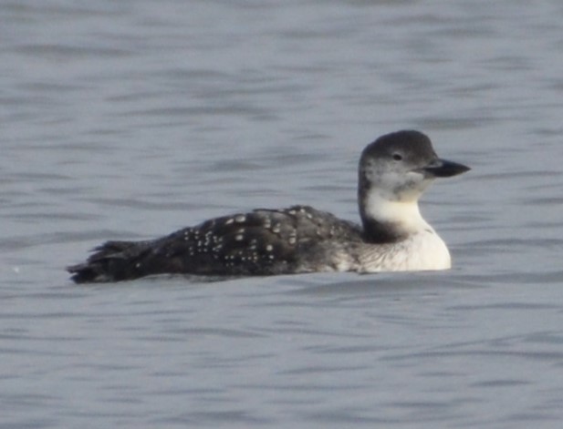 Common Loon - ML610370036