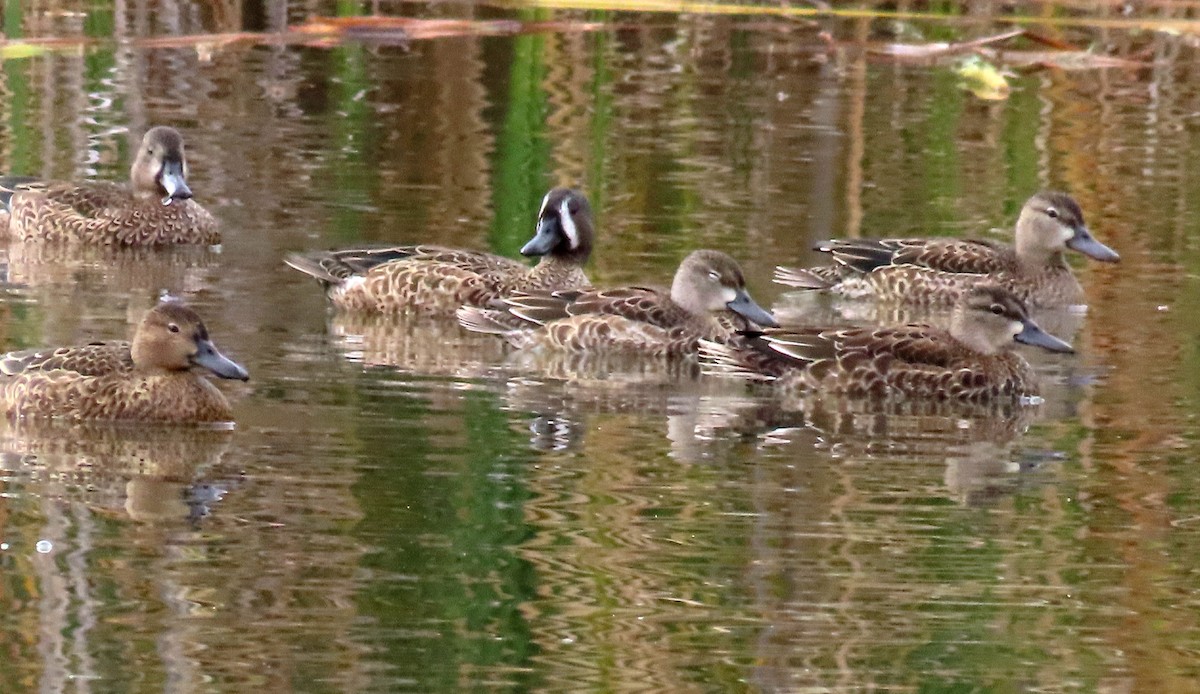 Blue-winged Teal - ML610370038