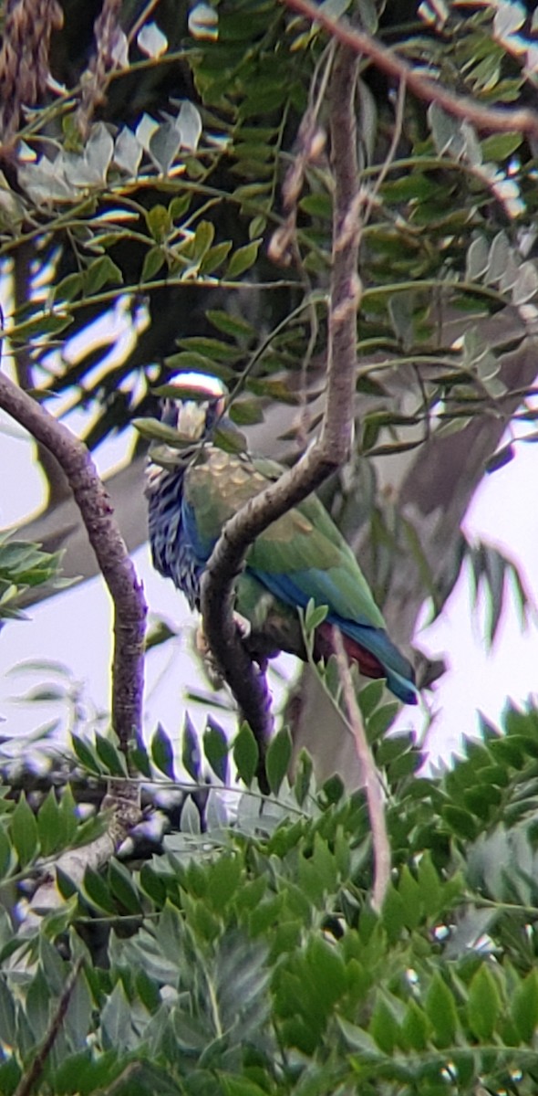 White-crowned Parrot - ML610370053