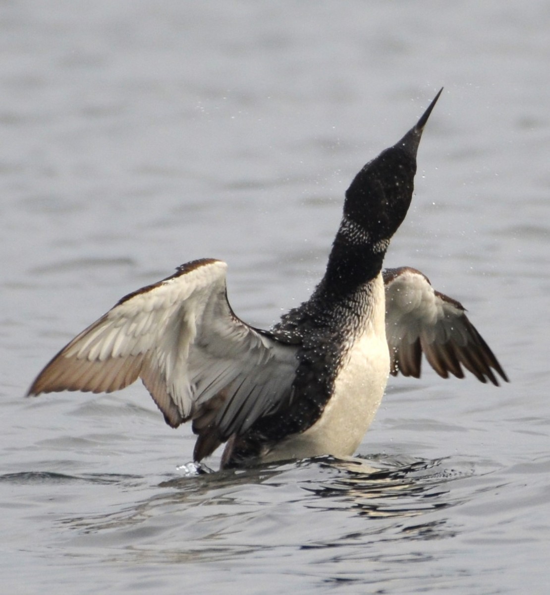 Common Loon - ML610370080