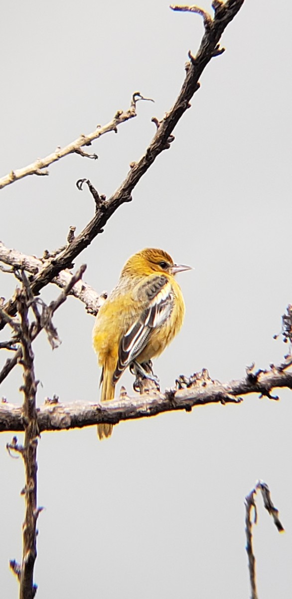 Orchard Oriole - ML610370083