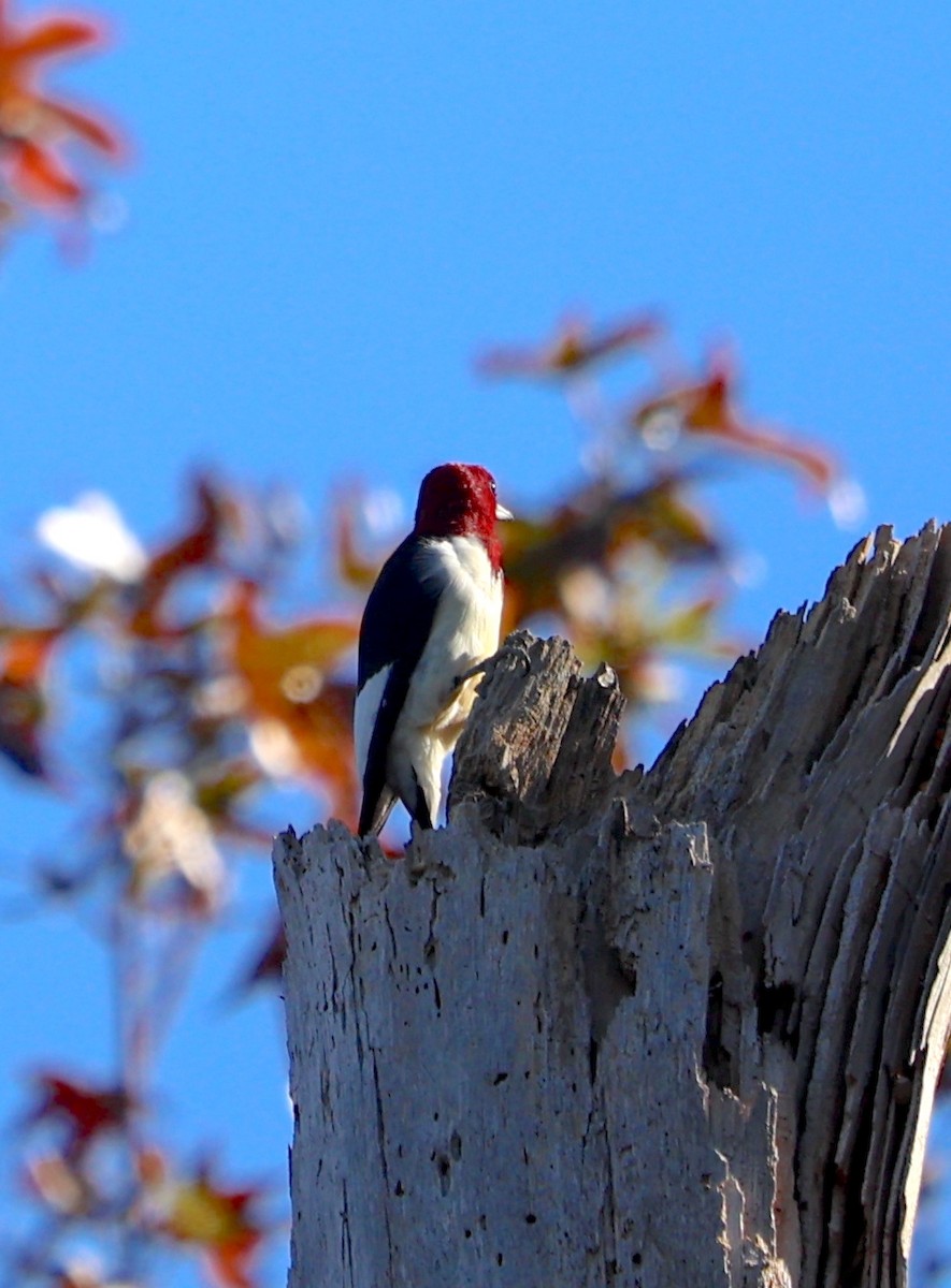 Red-headed Woodpecker - ML610370087