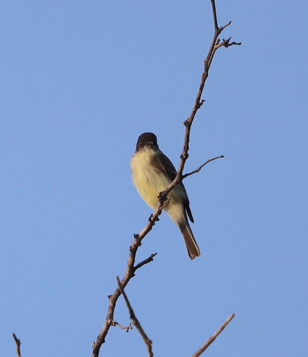 Eastern Phoebe - ML610370117