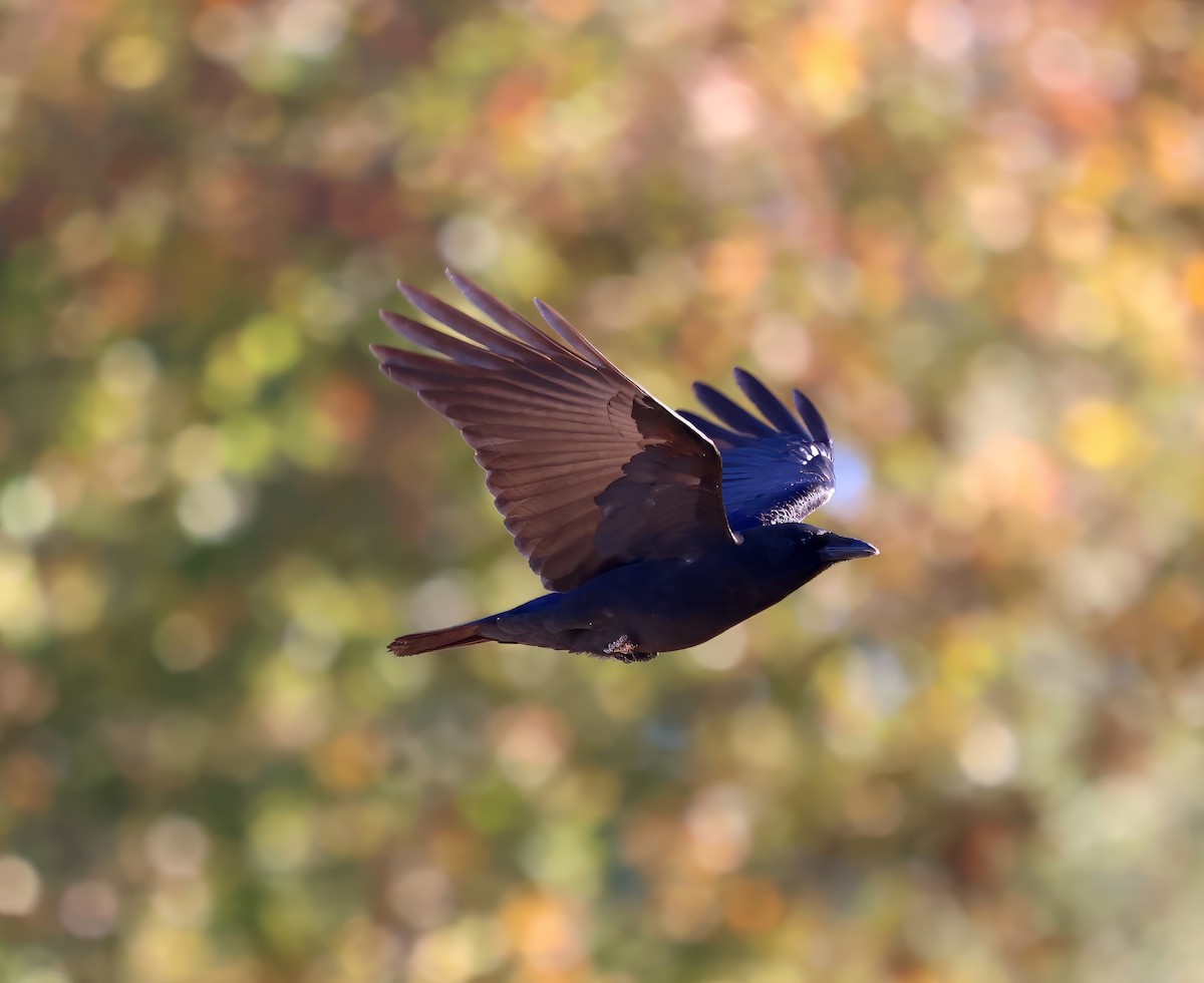 American Crow - ML610370133