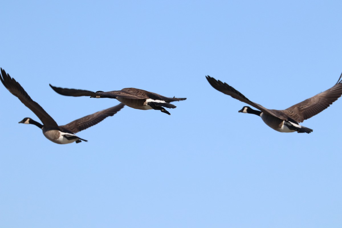 Canada Goose - ML610370148