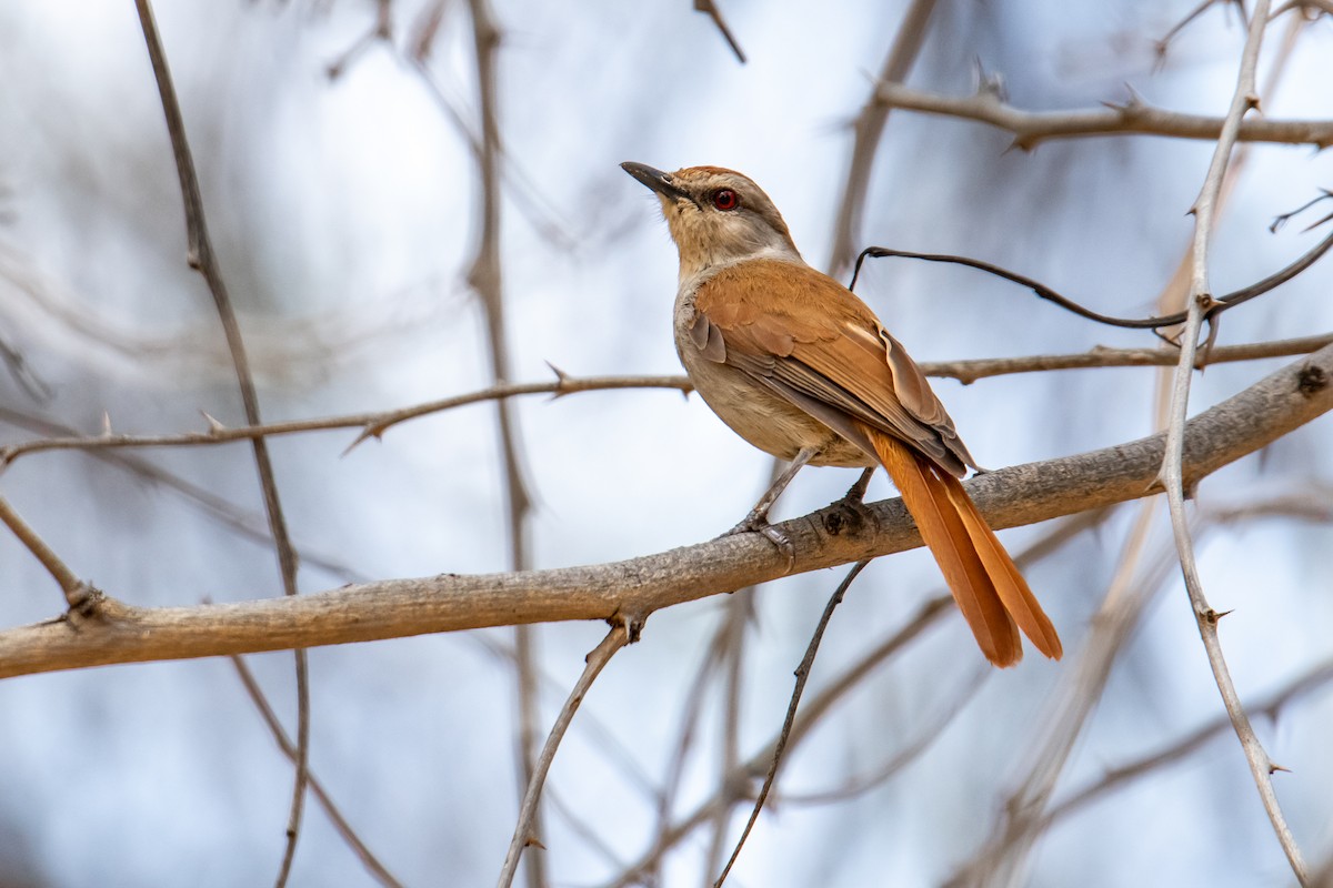 Rufous-tailed Palm-Thrush - ML610370178