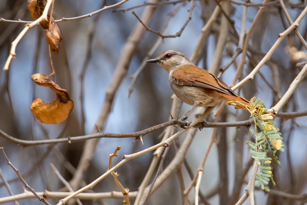 Rufous-tailed Palm-Thrush - ML610370180