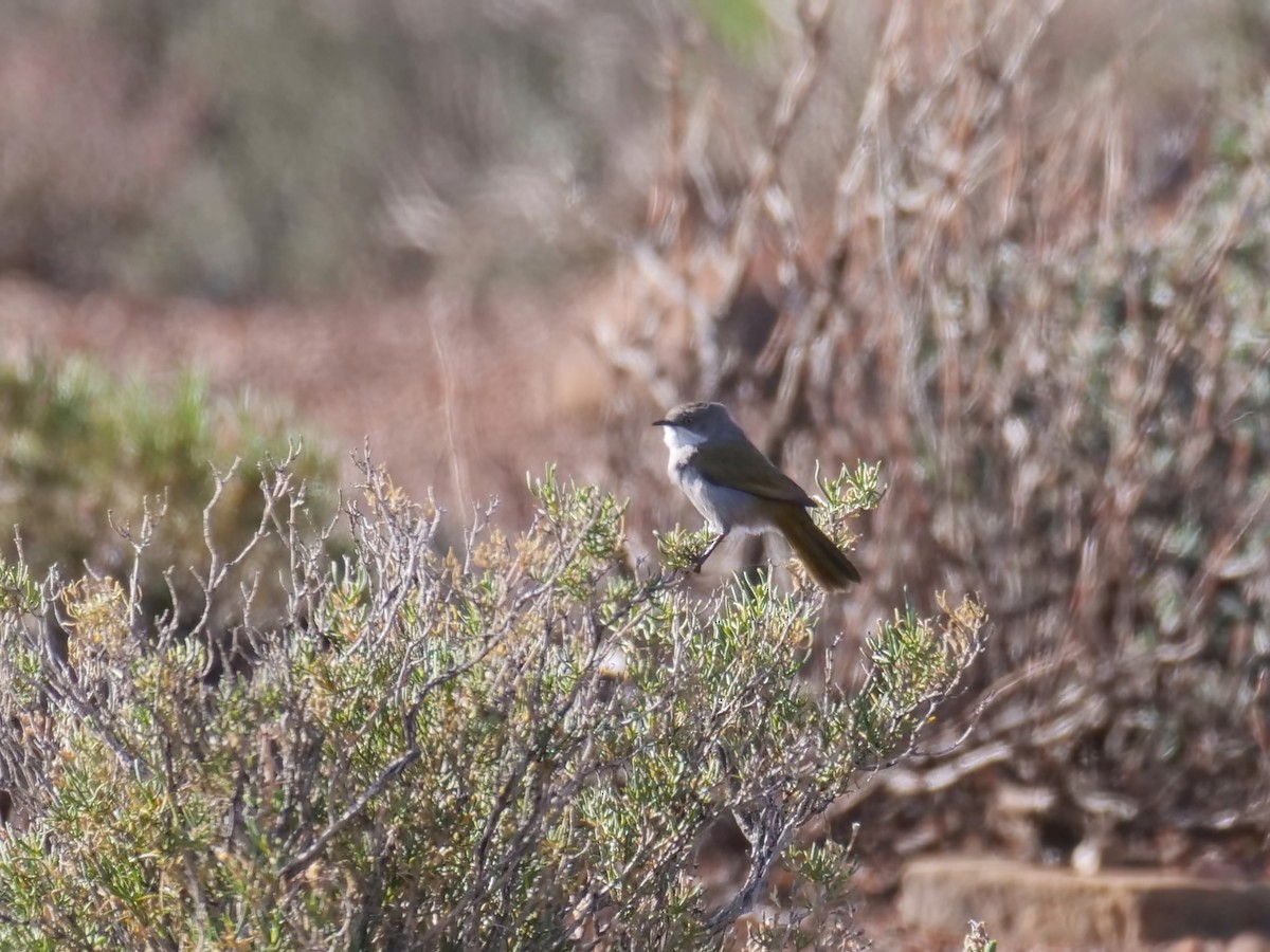 Yellow-rumped Eremomela - Alexandre Vinot