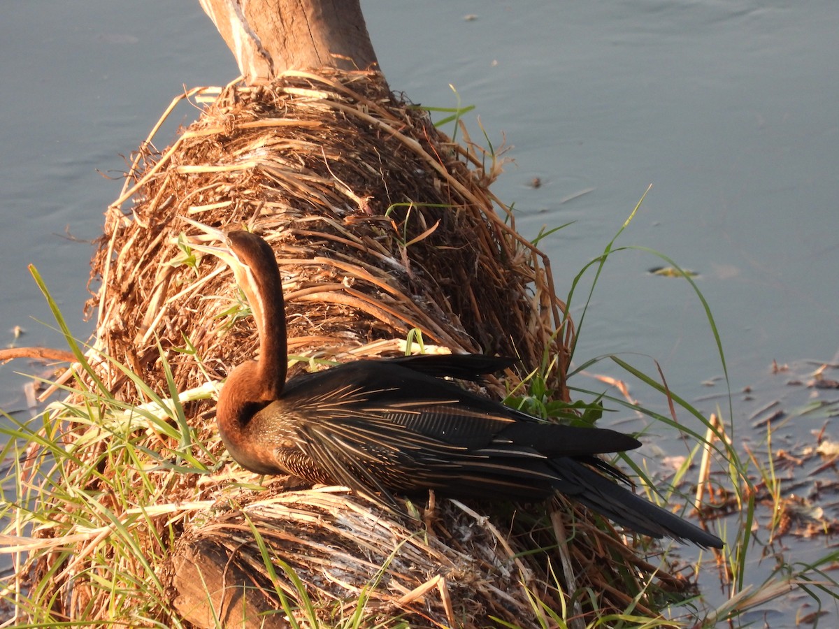 Afrika-Schlangenhalsvogel - ML610370268