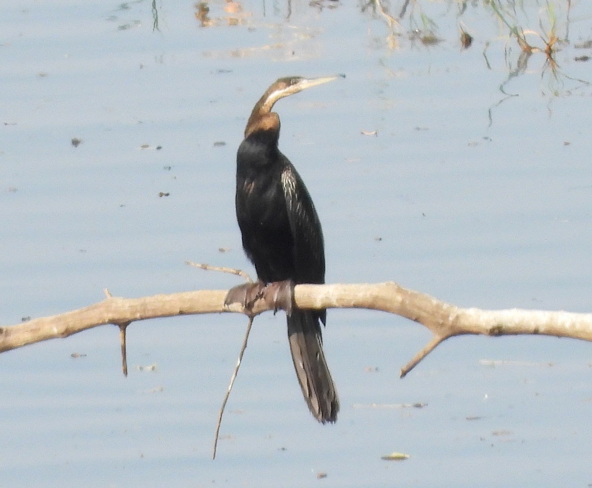 Afrika-Schlangenhalsvogel - ML610370269