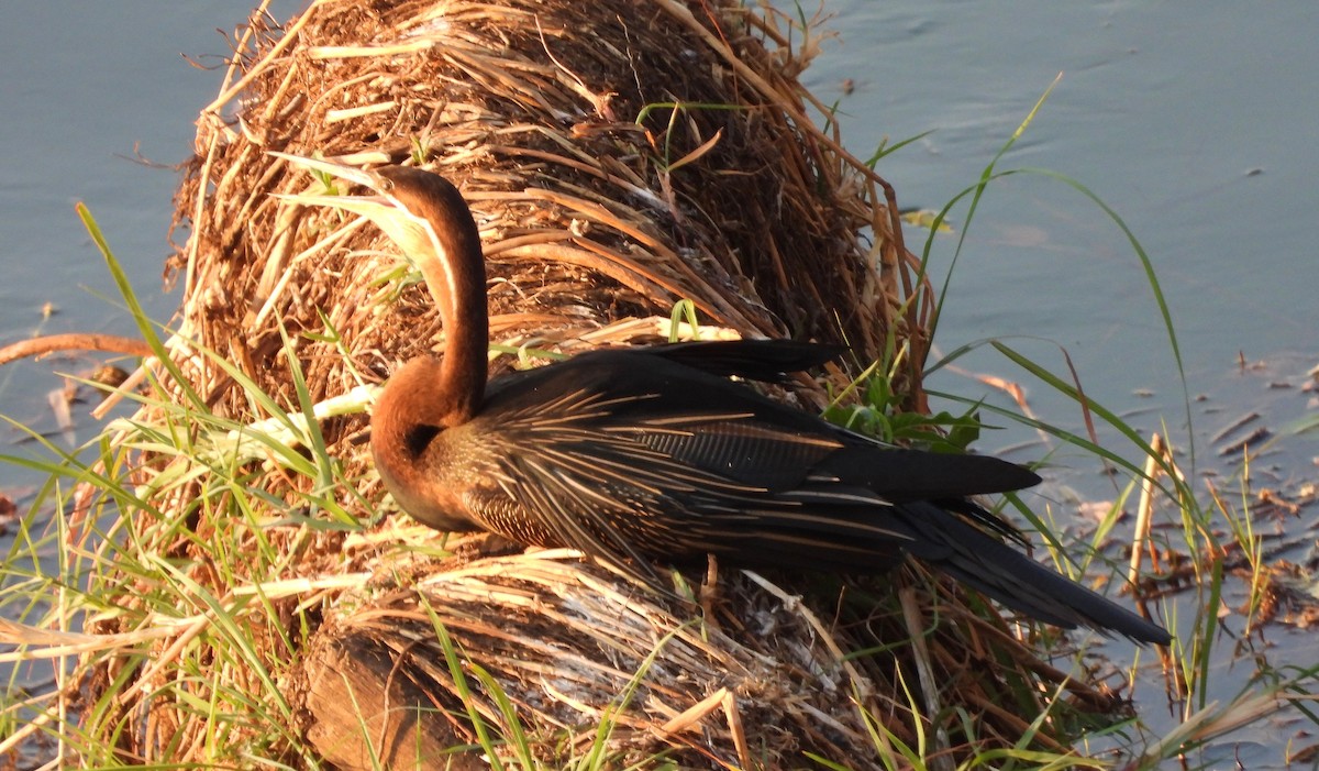 Afrika-Schlangenhalsvogel - ML610370271