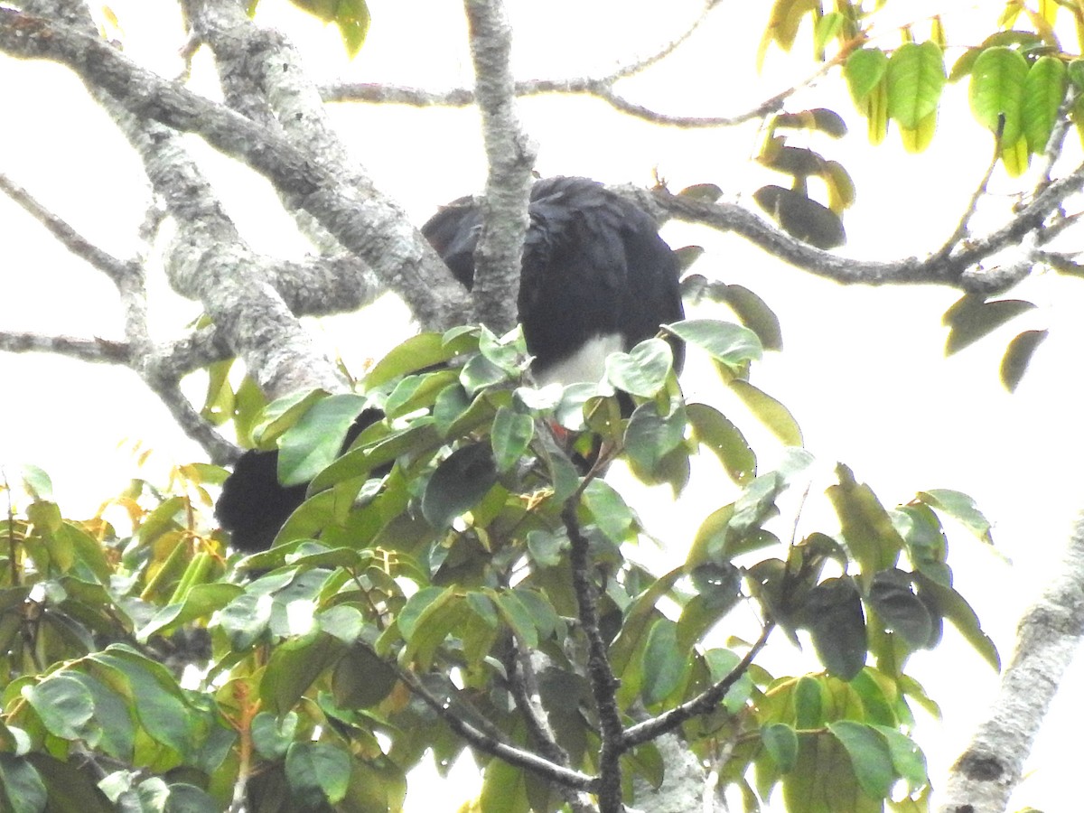 Red-throated Caracara - ML610370288