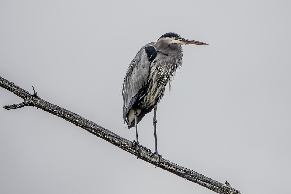 Great Blue Heron - ML610370294