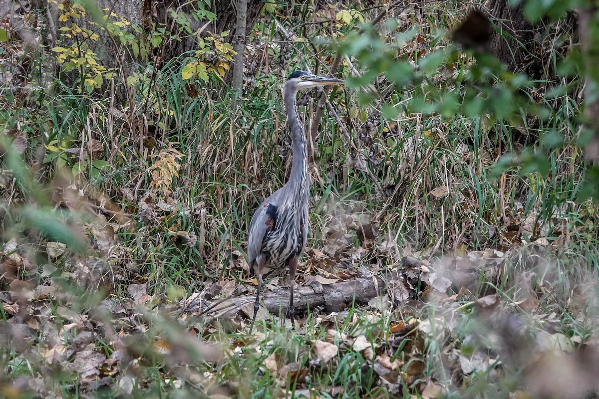 Great Blue Heron - ML610370295