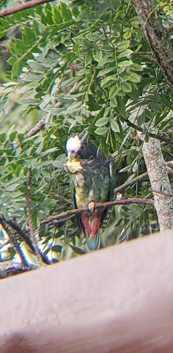 White-crowned Parrot - ML610370352